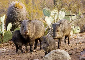 Collared Peccaries / Javelinas - Family group in the desert of south-west Arizona Collared Peccaries / Javelinas - Family group in the desert of south-west Arizona