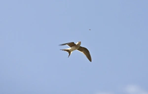 Collared Pratincole - in flight catching food - April Collared Pratincole - in flight catching food - April