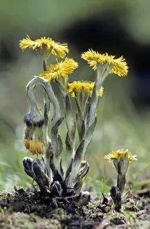 Coltsfoot Plant Prints: Coltsfoot