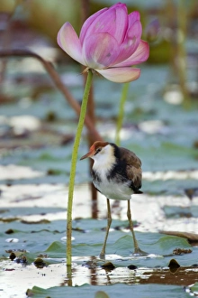 Comb-crested Jacana - juvenile standing under a blooming Lotus Lily on one of the flowers Comb-crested Jacana - juvenile standing under a blooming Lotus Lily on one of the flowers