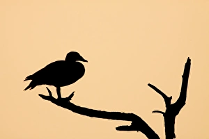 Comb Duck - silhouette of birds roosting in dead tree Comb Duck - silhouette of birds roosting in dead tree
