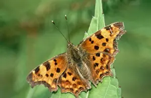 Johan De Meester Photography Prints: Comma Butterfly