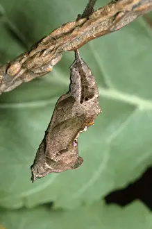 Nature Wall Art Prints: Comma Butterfly - chrysalis