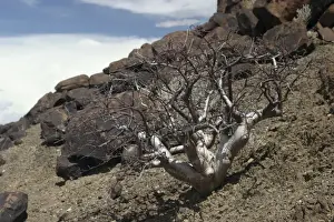 Namibian Flora And Fauna Prints: Commiphora wildii Namibia