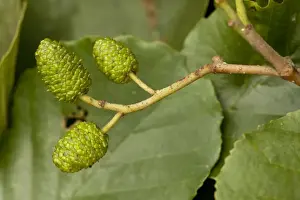 Flowering Plant Photography Prints: Common alder: cones