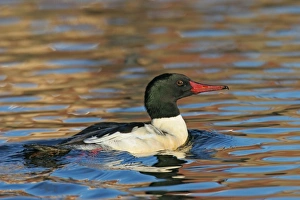 Common / American Merganser - in Europe known as Goosander Common / American Merganser - in Europe known as Goosander