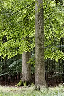 Common Beech Forest Prints: Common Beech forest - Belgium