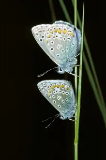 British Wildlife Images Online Prints: Common Blue Butterfly