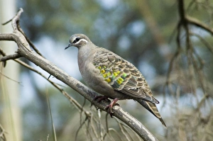 Common Bronzewing female Common Bronzewing female