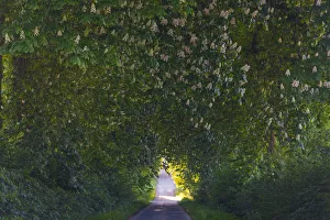 Common Chestnut, allee of mature trees in blossom, Hessen, Germany Date: 15-May-15 Common Chestnut, allee of mature trees in blossom, Hessen, Germany Date: 15-May-15