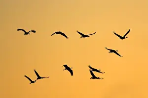 Grus Grus Images Prints: Common Crane