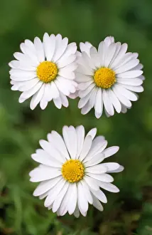 European Daisies Prints: Common Daisy