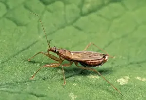 Wildlife Prints For Home Decor Prints: Common Damsel Bug UK