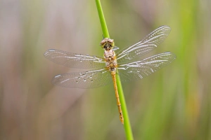 Common Darter Dragonfly - newly emerged male Common Darter Dragonfly - newly emerged male