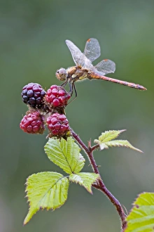 Common Darter Dragonfly - resting on top of Blackberries - June Common Darter Dragonfly - resting on top of Blackberries - June