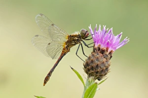 Common Darter - resting on Knapweed flower - male - August Common Darter - resting on Knapweed flower - male - August