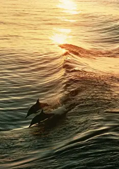 Delphinus Delphis Images Prints: Common Dolphin 2 leaping at sunset