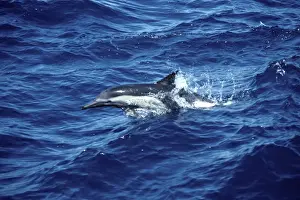 Marine Mammal Pictures Prints: Common dolphin
