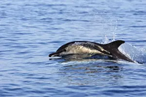 Marine Mammals Europe Prints: Common Dolphin in the strait of Gibraltar