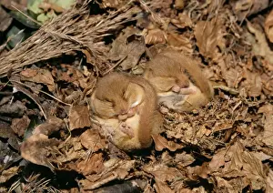 Common Dormouse Hibernating Print