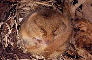 Wildlife Prints For Sale Prints: Common Dormouse - Hibernating