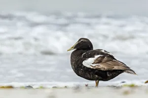 Common Eider - on sea shore - Dune Island, Heligoland, Germany. Common Eider - on sea shore - Dune Island, Heligoland Common Eider - on sea shore - Dune Island, Heligoland, Germany. Common Eider - on sea shore - Dune Island, Heligoland