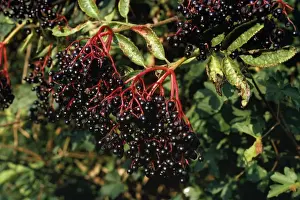 Elderberry Plant Prints: Common Elder Plant - fruit