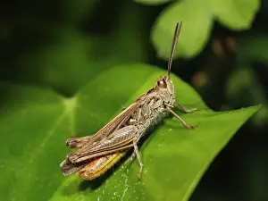 Common Field Grasshopper Prints: Common Field Grasshopper