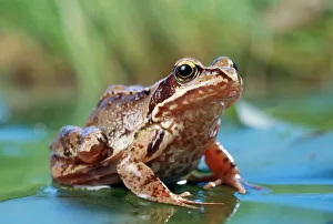 COMMON FROG - on lily pad in pond COMMON FROG - on lily pad in pond