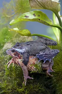 Common frog pair in amplexus underwater print