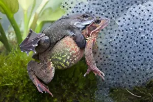 Common Frog Pair in Amplexus Print, Wiltshire, England