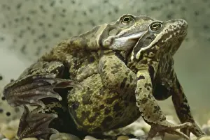 Amphibian Mating Season Prints: Common Frogs - Mating