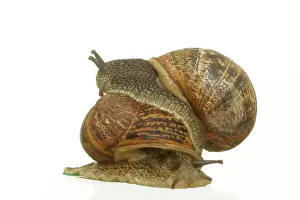Snail Prints: Common Garden Snail Mating Print