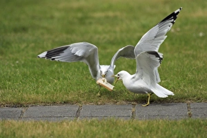Common Gull - 2 birds squabbling over bread Common Gull - 2 birds squabbling over bread