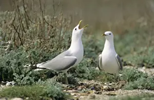 Duncan Usher Photographer Prints: Common Gull - pair courtship displaying