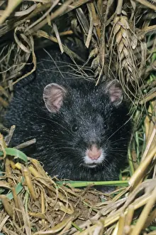 Common Hamster - Black Variation Print, Lower Saxony, Germany