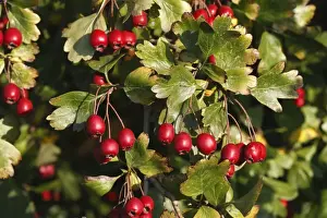 Common Hawthorn Plant Prints: Common Hawthorn - with fruit