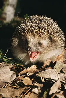 European Hedgehog Pictures Prints: Common Hedgehog - calling