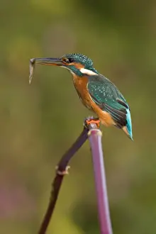 Alcedo Atthis Species Prints: Common Kingfisher