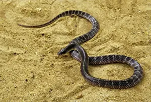 Wildlife Reptiles Prints: Common Krait Snake