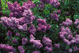 Lilac Flowers Prints: Common Lilac