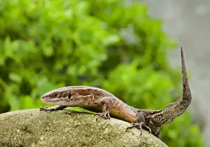 Lacerta Vivipara Species Prints: Common Lizard – side view UK
