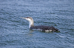 Common Loon / Great Northern Diver - winter plumage Common Loon / Great Northern Diver - winter plumage