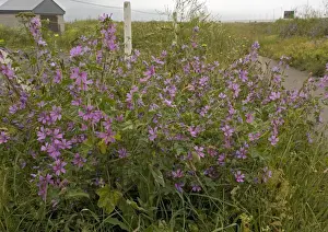 Purple Flowers UK Prints: Common Mallow