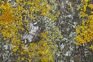 Common Marbled Carpet - Camouflaged against lichen Common Marbled Carpet - Camouflaged against lichen