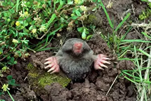 European Mole Print - Emerging from Hole