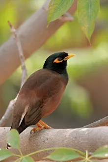 Common Myna - on Silk Cotton tree branch (Bombax ceiba) Common Myna - on Silk Cotton tree branch (Bombax ceiba)