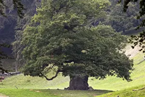Single Oak Tree Image Prints: Common Oak
