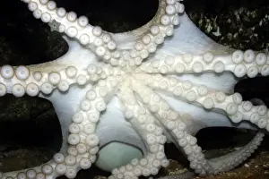 Octopus Underwater Prints: Common Octopus - showing underside