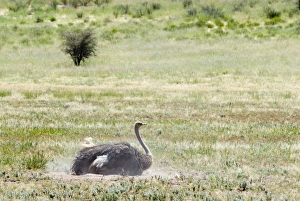 Common Ostrich - Female dust bathing Common Ostrich - Female dust bathing